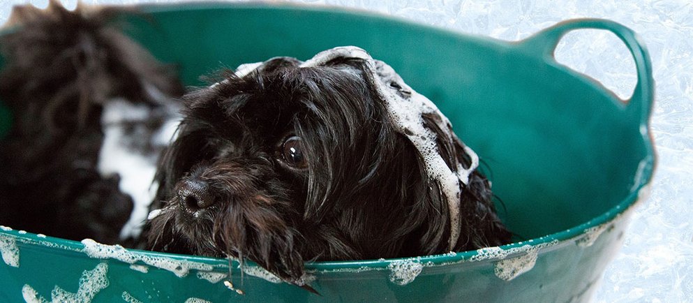 Ein Hund in einer Wanne mit Wasser zu dem Thema Pflege & Vorsorge
